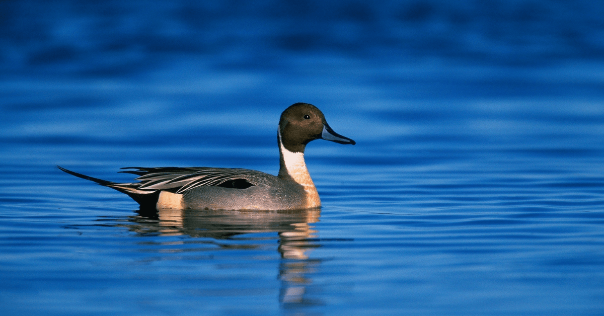 Featured Image for 3 Duck Hunting Properties for Sale in Missouri
